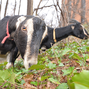 Goats in the Glen Arboretum