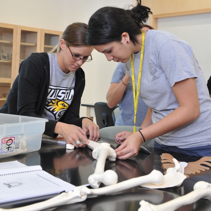 students working together to example bones
