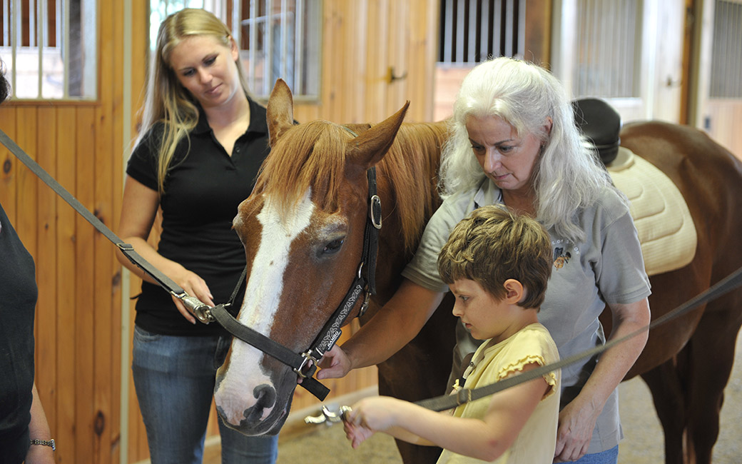 equine 