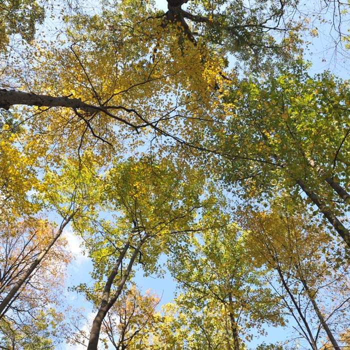 Leaves in Glenn Woods.