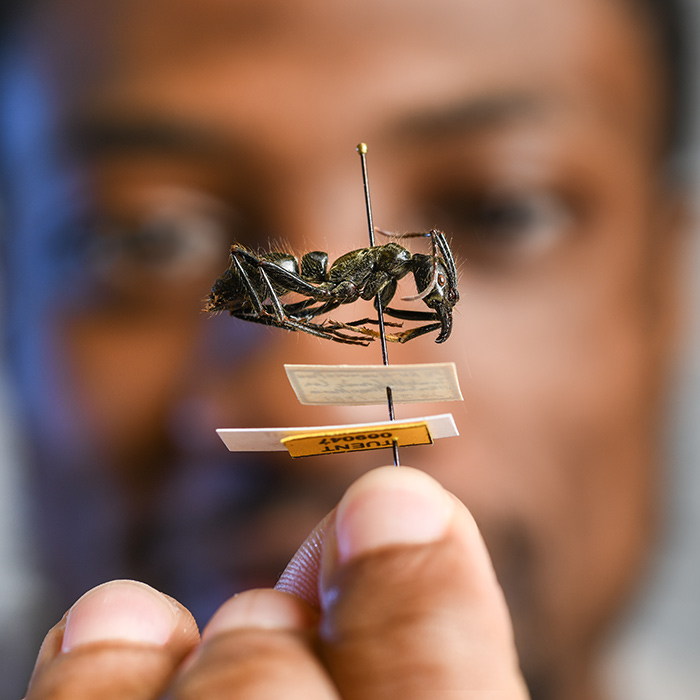 Biology student Aaron Robinson examining an ant