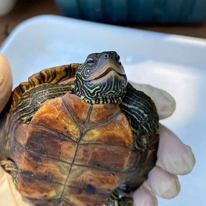 Northernmap Turtle