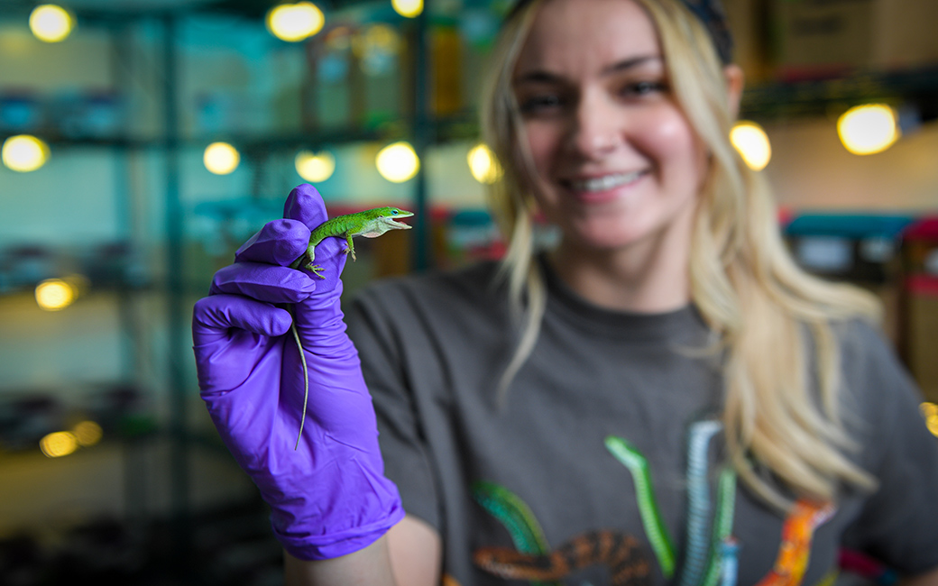 Person holding a lizard