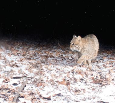 Bobcat