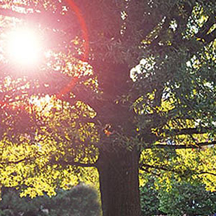 Trees on campus